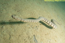 sea snake